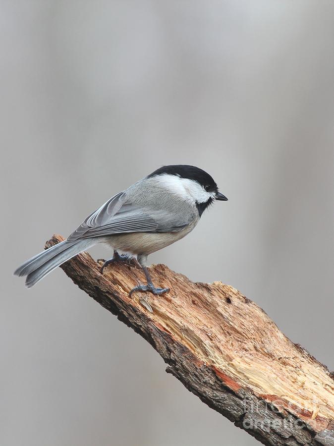 Black-capped Chickadee #116 Photograph by Jack R Brock