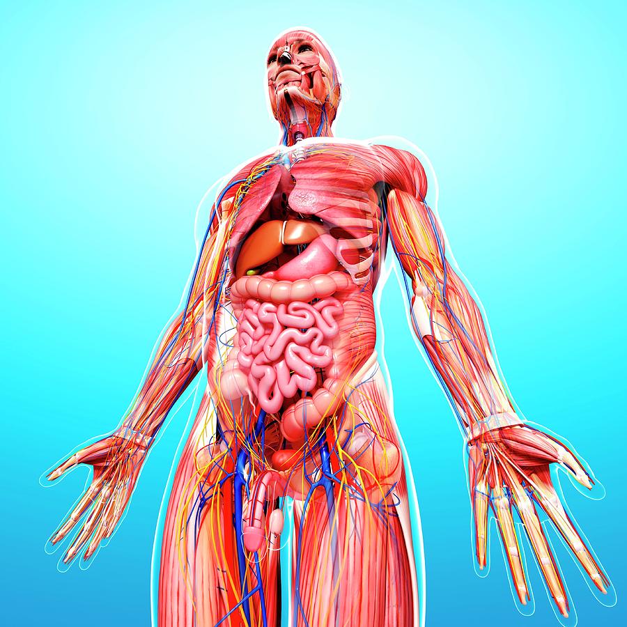 Male Anatomy Photograph by Pixologicstudio/science Photo Library - Pixels