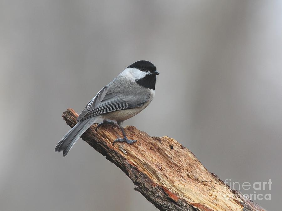 Black-capped Chickadee #117 Photograph by Jack R Brock