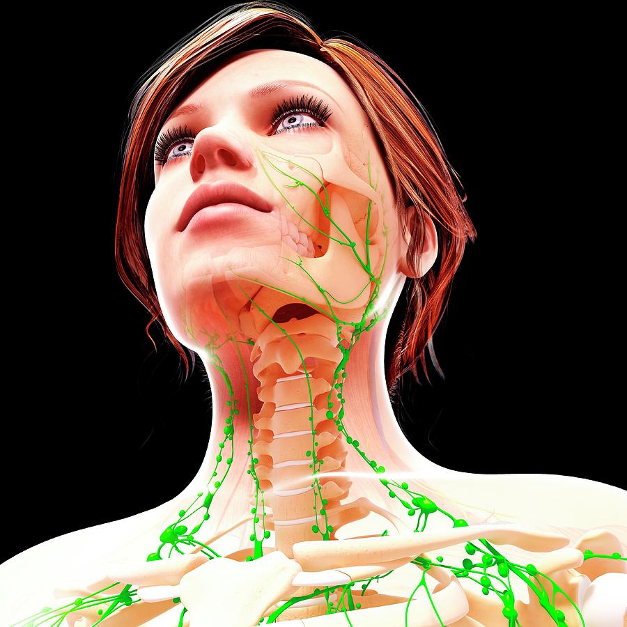 Female Lymphatic System Photograph by Pixologicstudio/science Photo ...