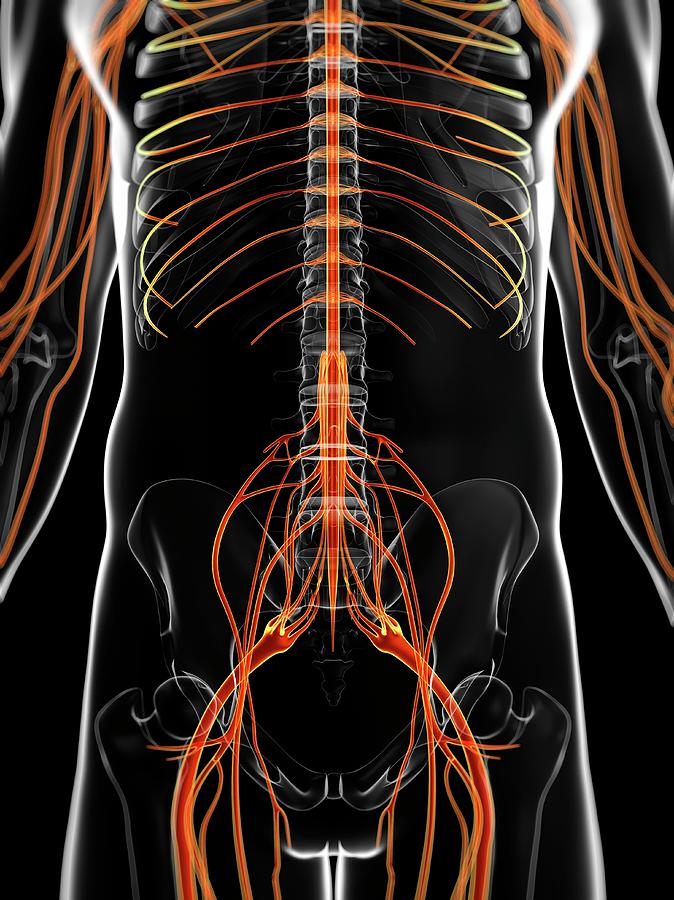 Illustration Photograph - Human Nervous System #117 by Sebastian Kaulitzki
