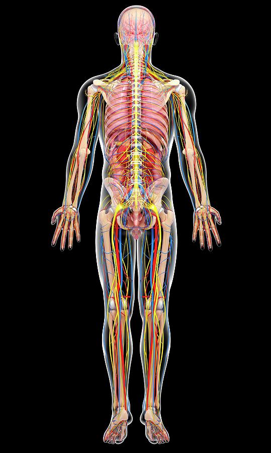 Male Anatomy Photograph By Pixologicstudio Science Photo Library Fine