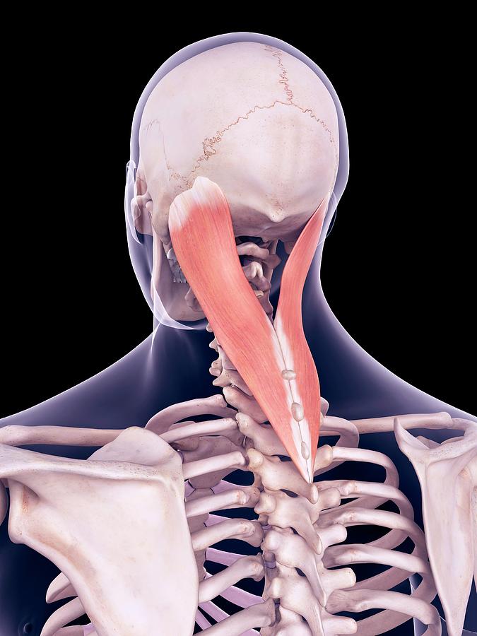 Neck Muscles Photograph by Sebastian Kaulitzki/science Photo Library ...