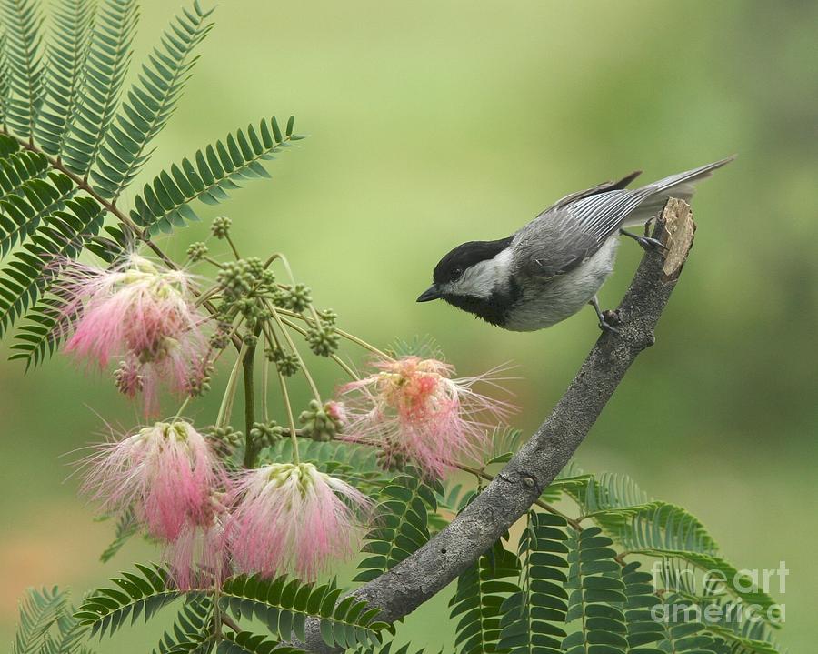 Black-capped Chickadee #118 Photograph by Jack R Brock