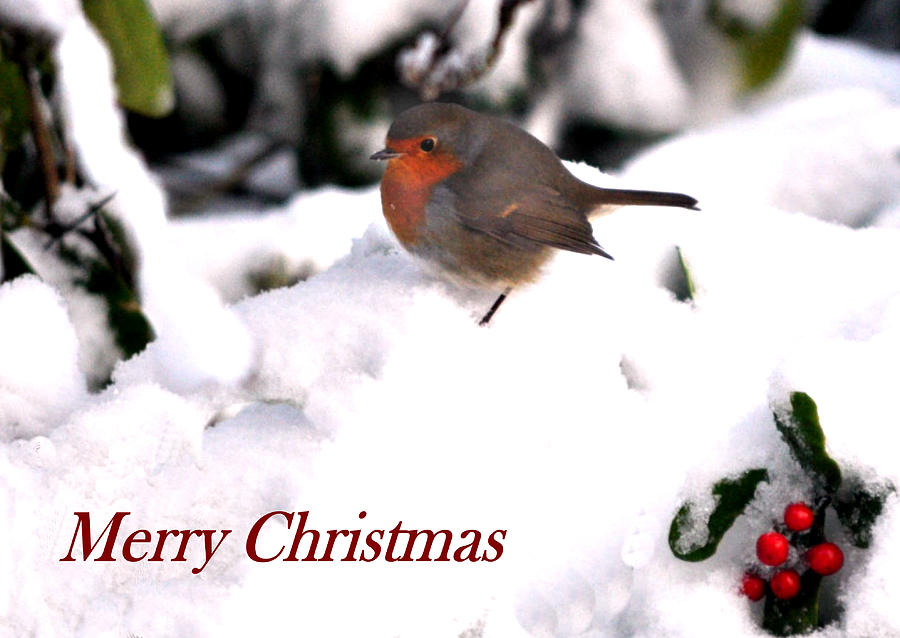 Christmas Card Photograph - 118 Christmas card - robin in the snow with red berries by Patrick King