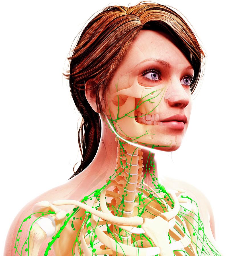 Female Lymphatic System Photograph By Pixologicstudioscience Photo