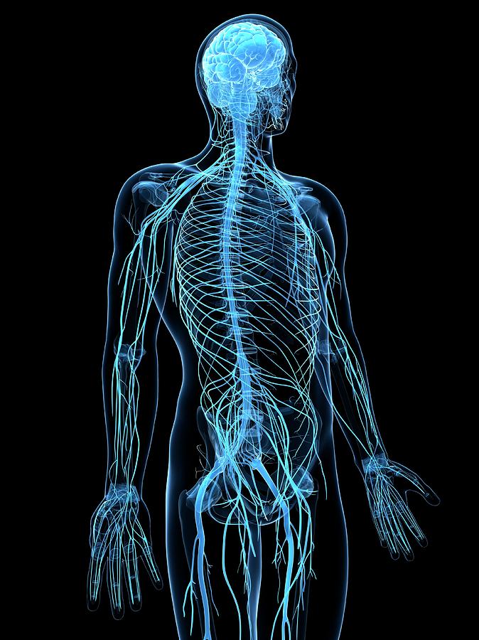 Male Nervous System Photograph by Sciepro/science Photo Library