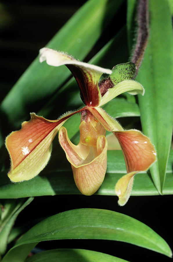 Orchid Flower #119 Photograph by Paul Harcourt Davies/science Photo Library