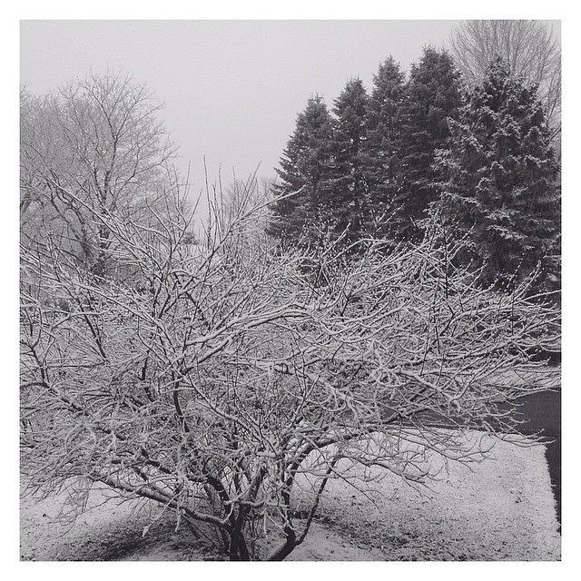 Tree Photograph - Snowy Trees by Megan Parmelee