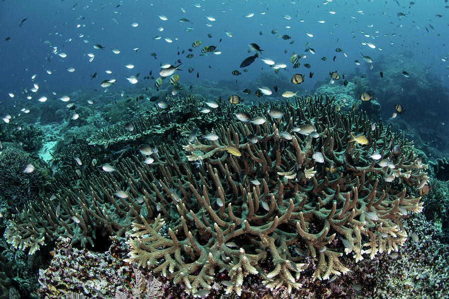 A Beautiful Coral Reef Grows Near An #12 Photograph by Ethan Daniels