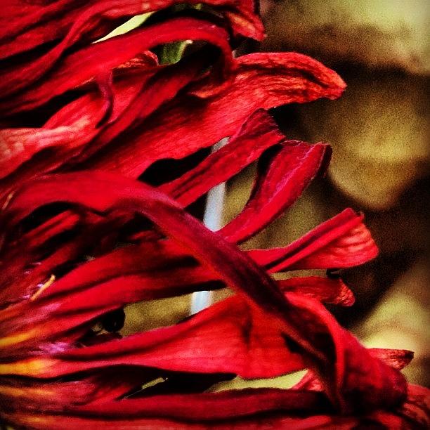Abstract Photograph - 12. #abstract #takentodaymarch #flower by Dayna Johnson