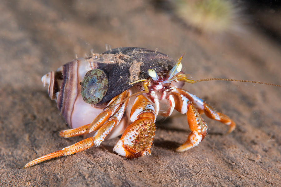 Acadian Hermit Crab #12 Photograph by Andrew J. Martinez