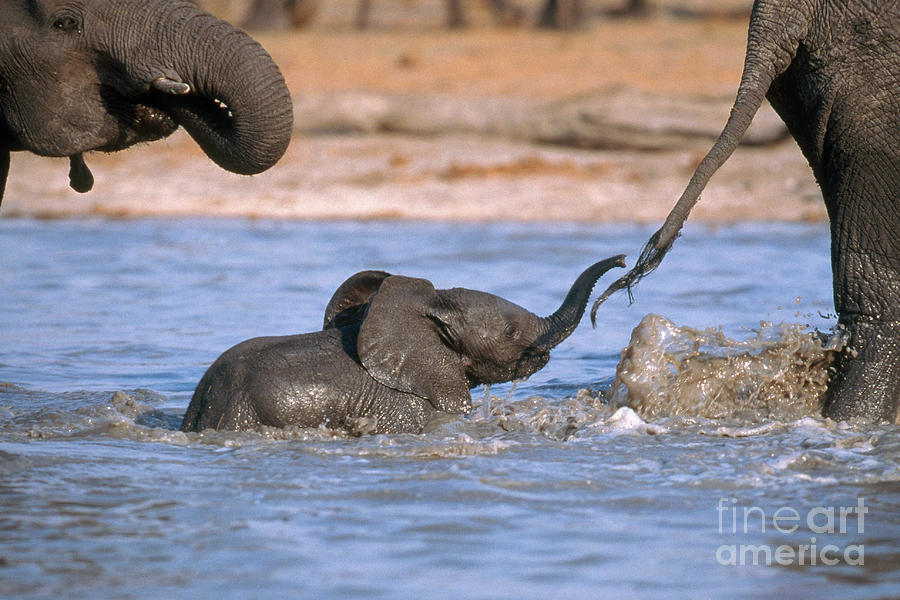 African Bush Elephant Photograph - African Bush Elephant by Art Wolfe