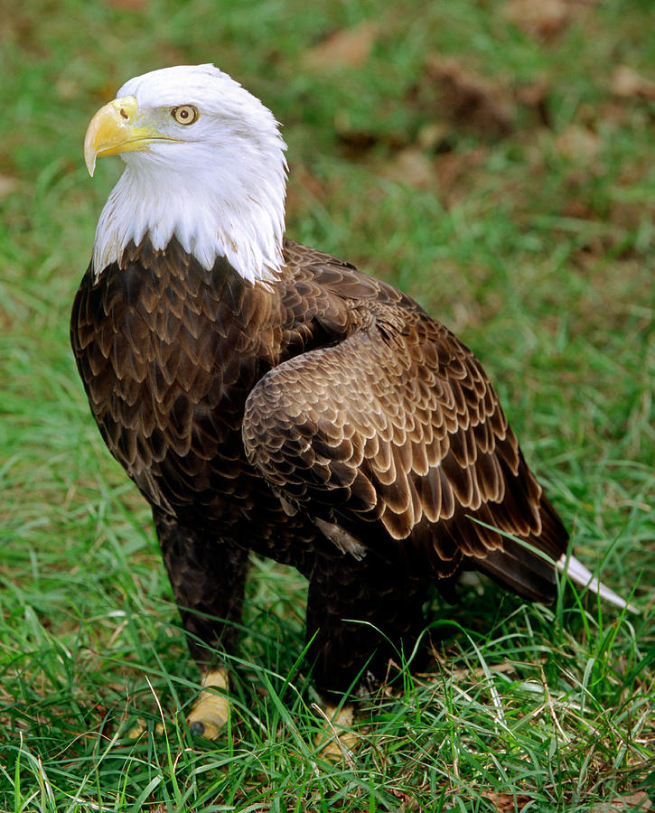 Eagle Photograph - American Bald Eagle #12 by Millard H. Sharp