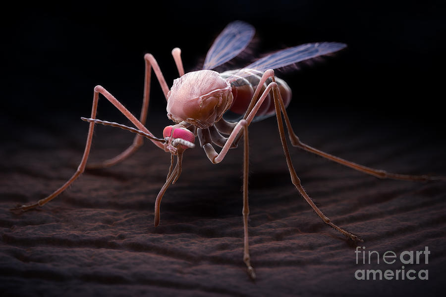 Insects Photograph - Anopheles Mosquito #12 by Science Picture Co