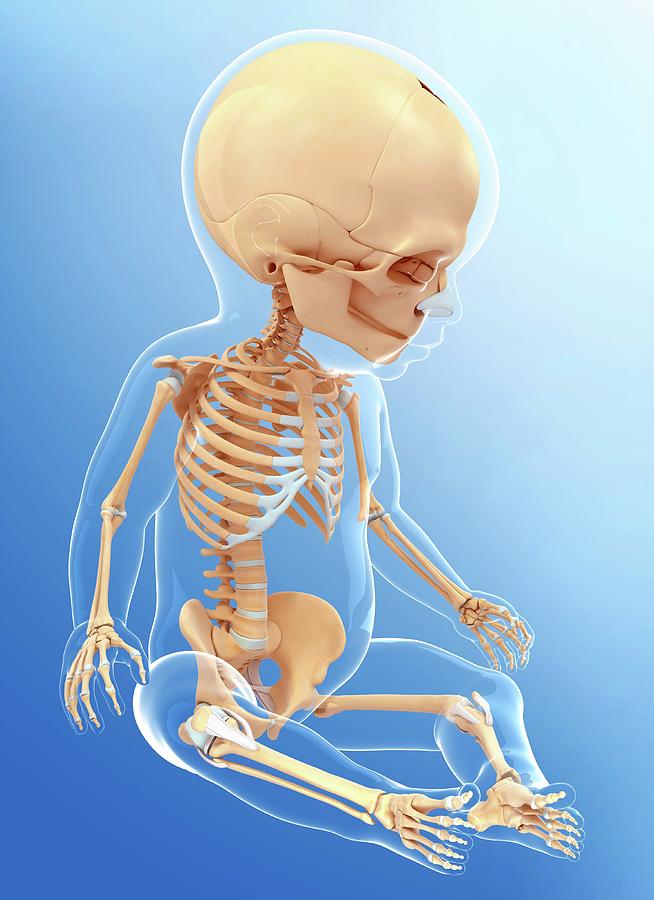 Baby's Skeletal System Photograph by Pixologicstudio Fine Art America