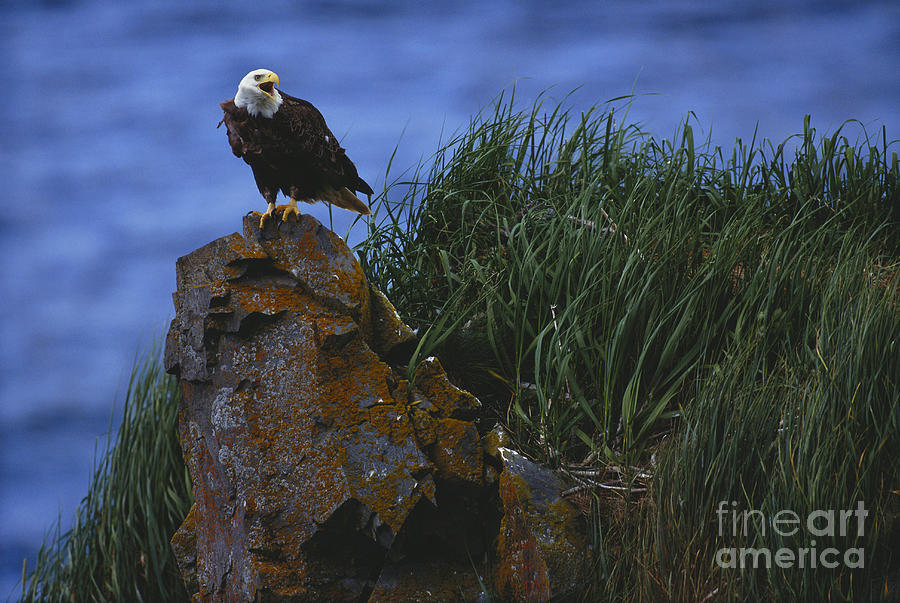 Animal Photograph - Bald Eagle #12 by Art Wolfe