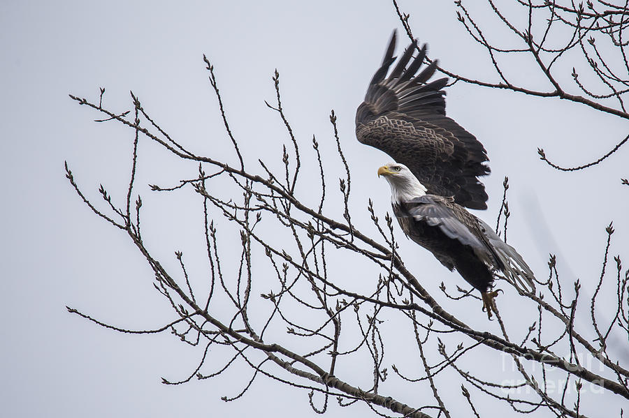 Eagle Photograph - Bald Eagle in Burlington Iowa #12 by Twenty Two North Photography