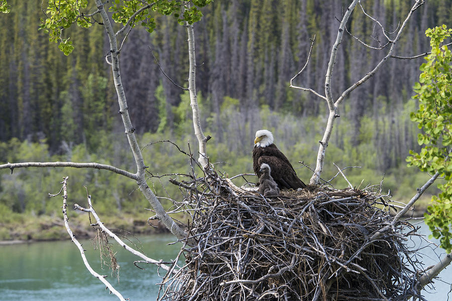 Bald Eagle Nesting #12 Photograph by Mark Newman