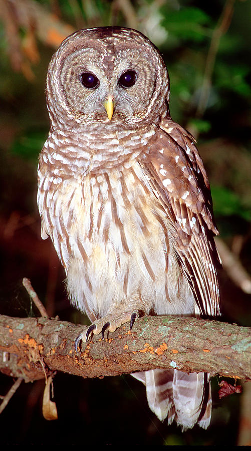 Barred Owl #12 Photograph by Millard H. Sharp