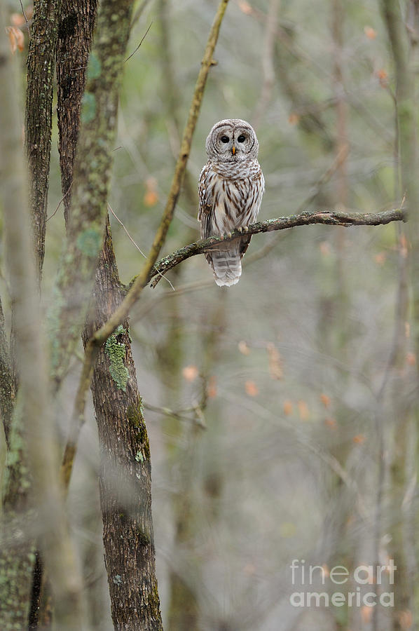 Barred Owl #12 Photograph by Scott Linstead