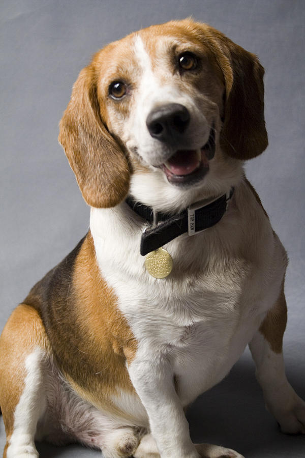 Beagle Photograph - Beagle #12 by Gary Marx