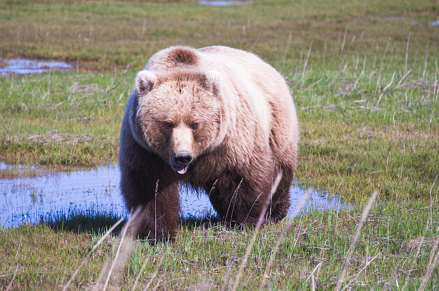 Bear in Hallo Bay in Katmai National Park Alaska #12 Photograph by Natasha Bishop