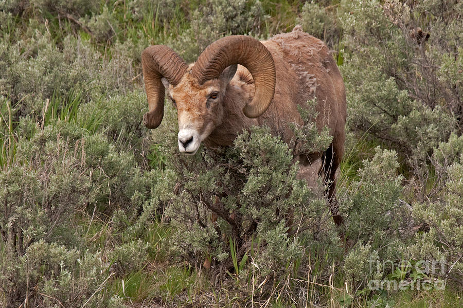 Big Horn Sheep Ram #12 Photograph by Fred Stearns