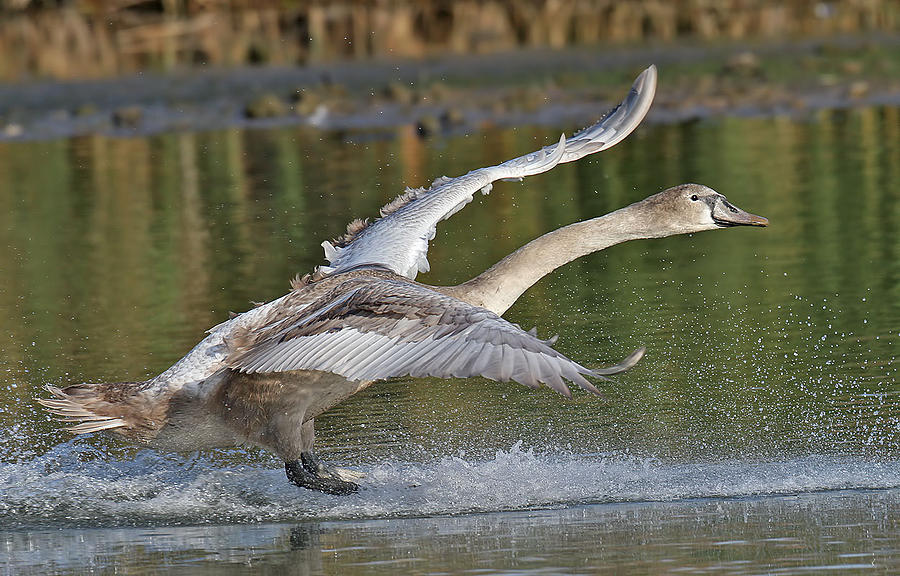 Wildlife Photograph - Bird gliding #12 by Art Photography
