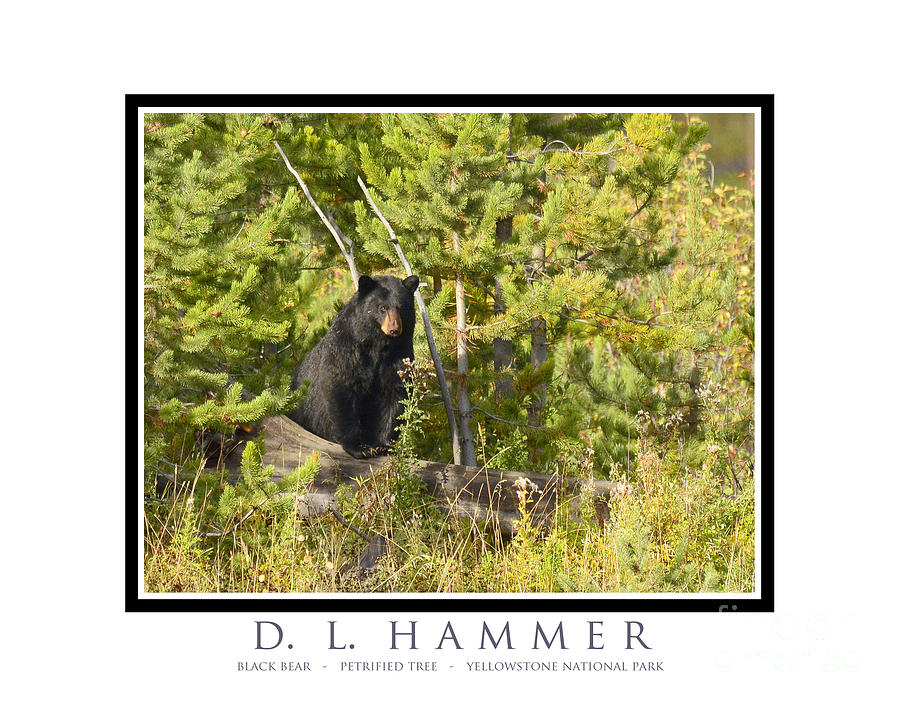 Black Bear #12 Photograph by Dennis Hammer