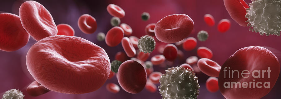 Blood Cells #12 Photograph by Science Picture Co
