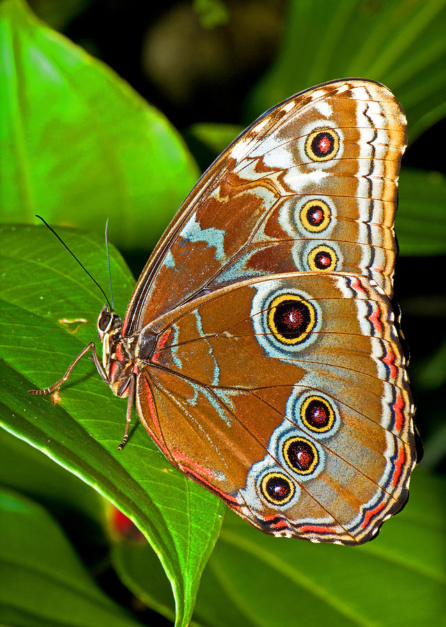 Blue Morpho Butterfly #12 Photograph by Millard H. Sharp