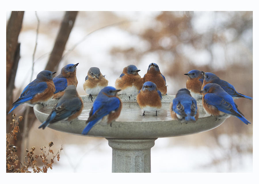 Eastern Bluebirds Photograph - 12 Bluebirds Card Only by Diane Porter Eastern Bluebirds Photograph - 12 Bluebirds Card Only by Diane Porter