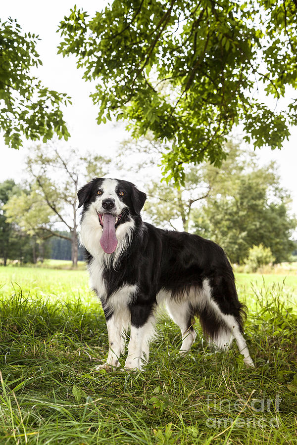 Nature Photograph - Border Collie in the nature #12 by Gina Koch
