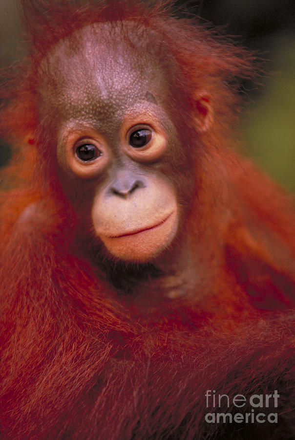Bornean Orangutan #11 Photograph by Art Wolfe