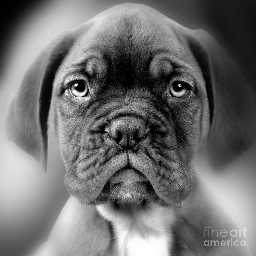 Black And White Photograph - Boxer Dog #12 by Jean-Michel Labat