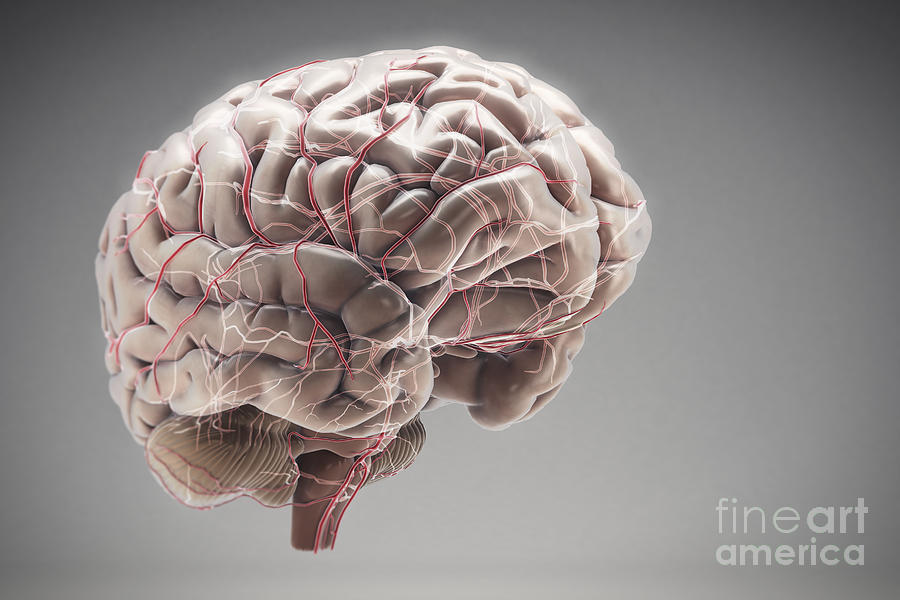 Brain With Blood Supply #12 Photograph by Science Picture Co