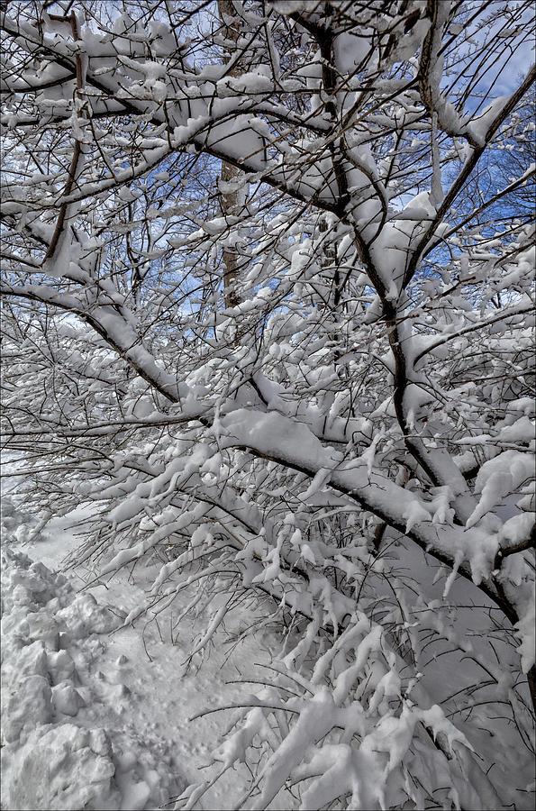 Branches And Snow Photograph