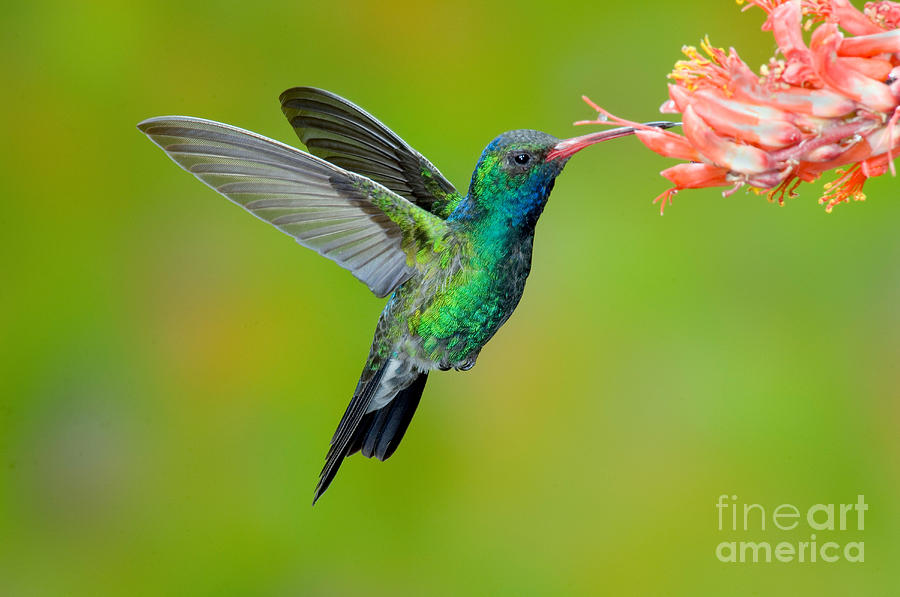 Broad-billed Hummingbird #12 Photograph by Anthony Mercieca