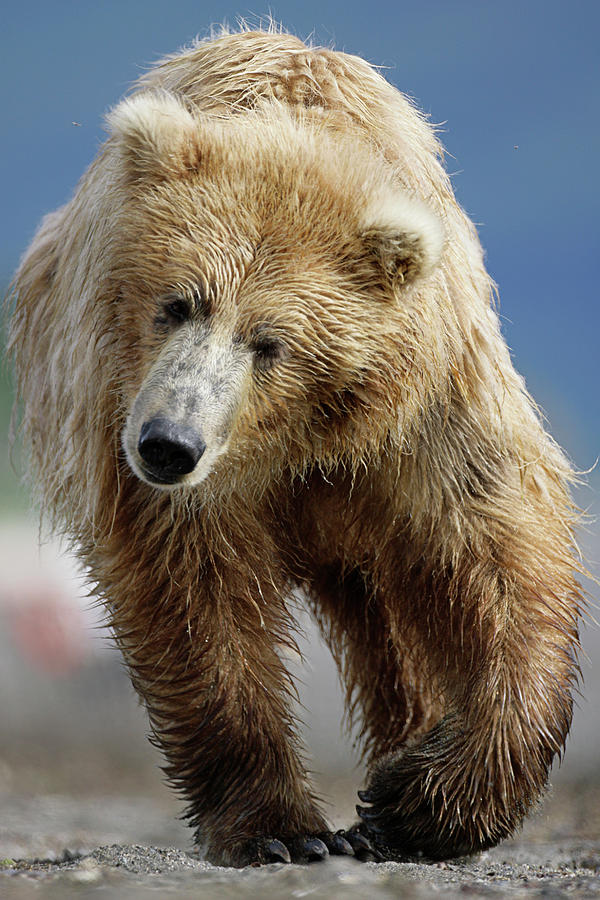 Katmai National Park Photograph - Brown Bear #12 by Manuel Presti/science Photo Library