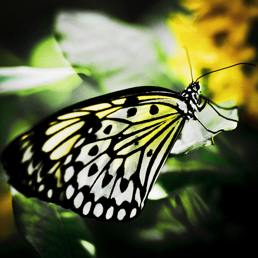 Butterfly #13 Photograph by Bradley R Youngberg