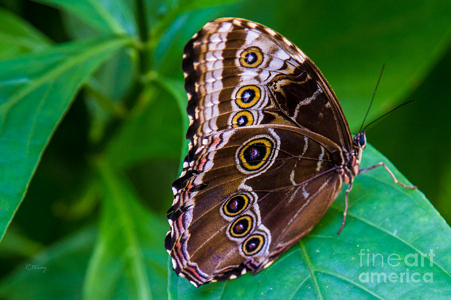 The Eyes on the Butterfly Wings Photograph by Rene Triay FineArt Photos