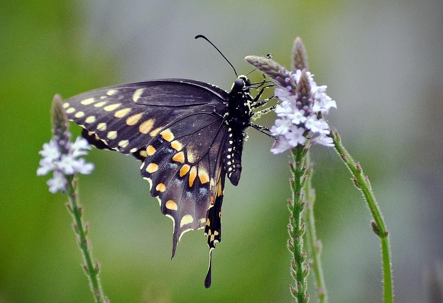 Butterfly #14 Photograph by Savannah Gibbs