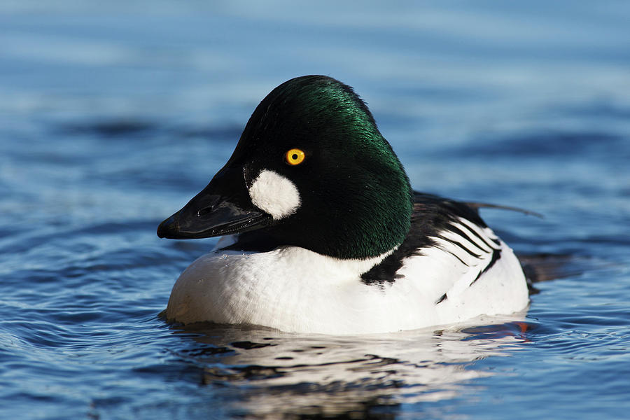 Goldeneye Photograph - Canada, British Columbia, Vancouver #12 by Rick A Brown