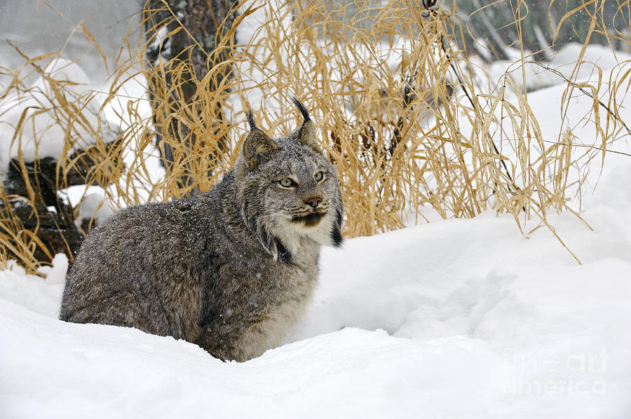 Canadian Lynx Photograph by John Shaw
