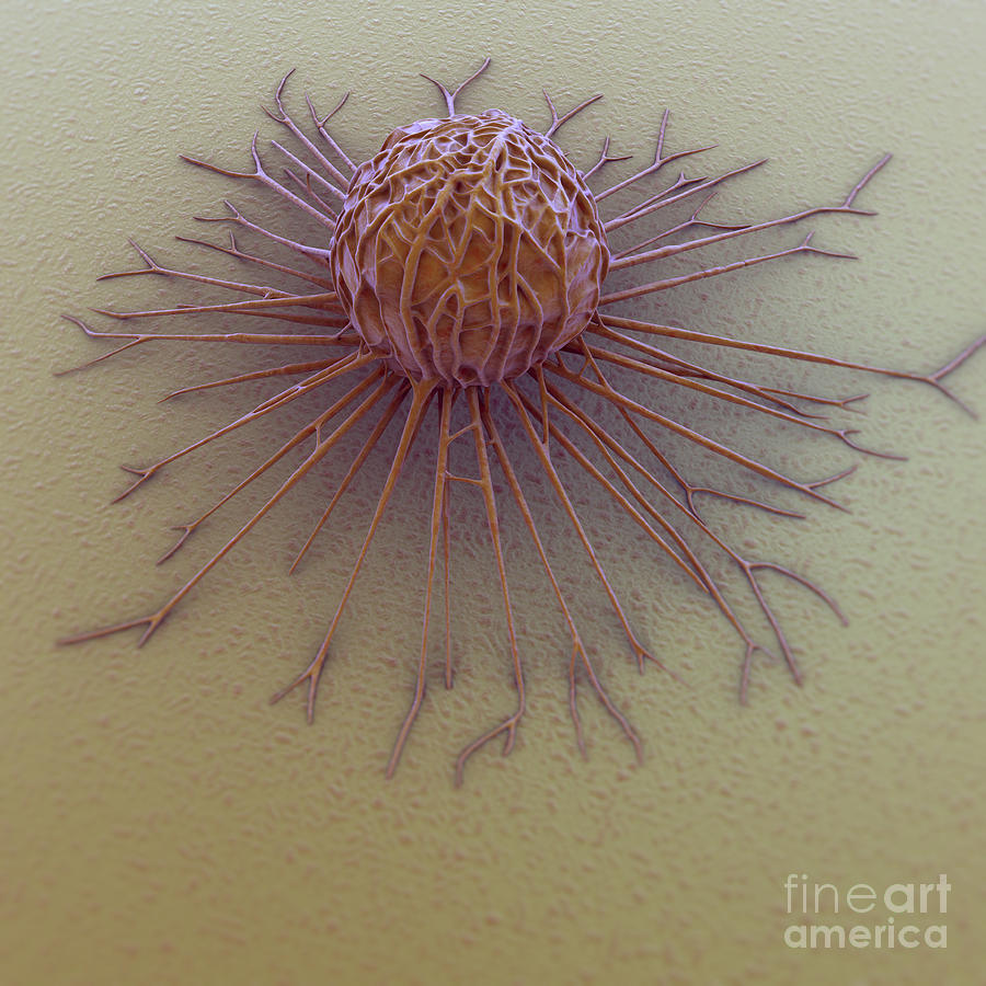 Cancer Cell #26 Photograph by Science Picture Co