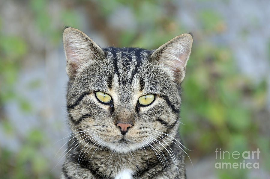 Stray Photograph - Cat in Hydra island #18 by George Atsametakis