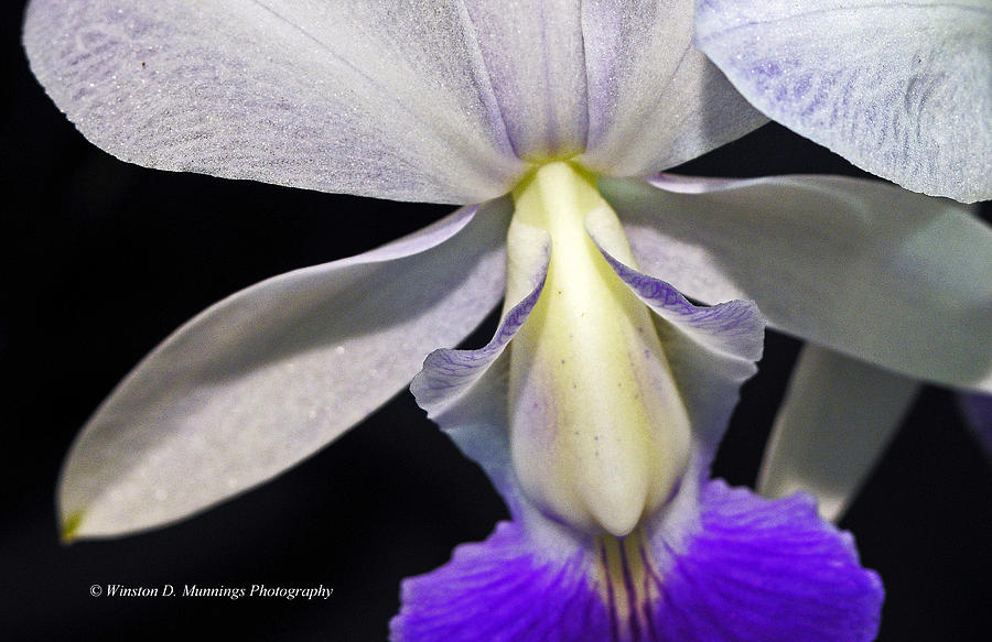Cattleya Orchid Photograph - Cattleya Orchid #12 by Winston D Munnings