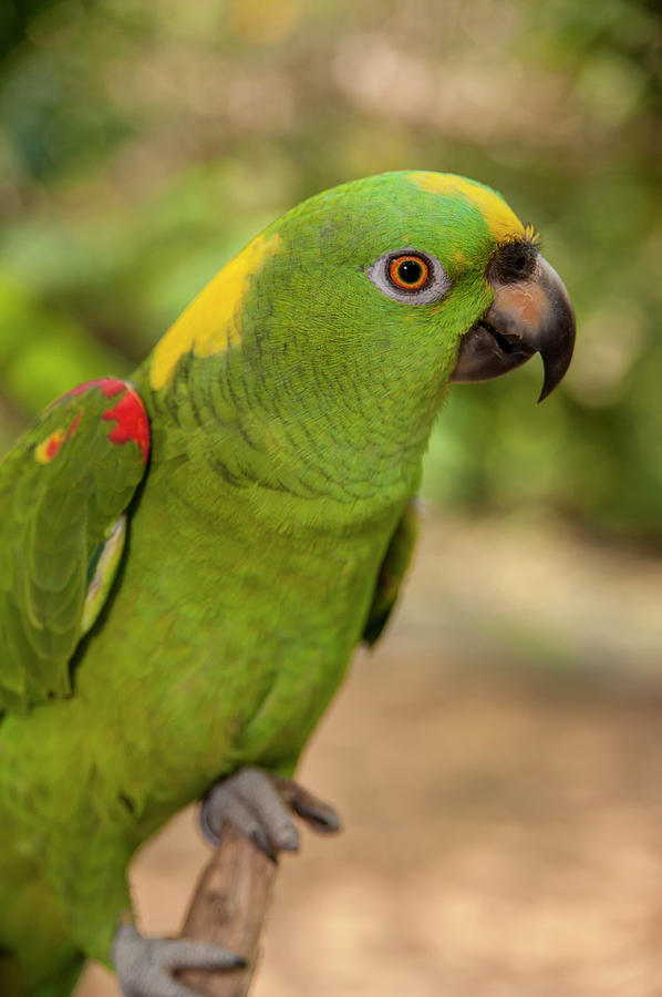 Parrot Photograph - Central America, Honduras, Roatan #12 by Jim Engelbrecht