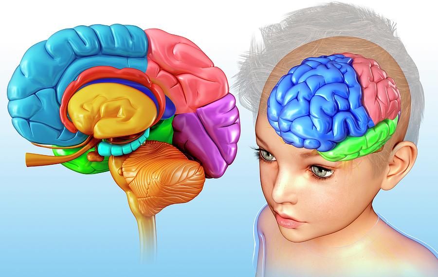 Child's Brain Anatomy Photograph By Pixologicstudio/science Photo Library